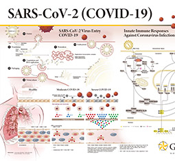 SARS-CoV-2 (COVID-19) poster