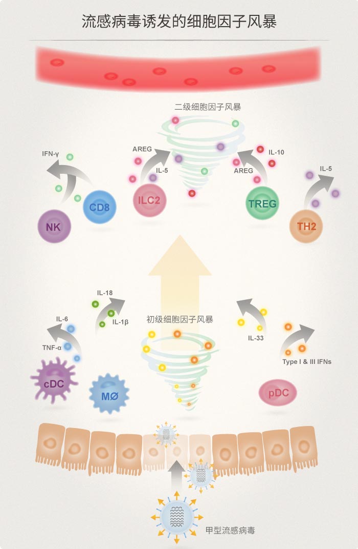 从禽流感看细胞因子风暴