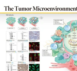The Tumor Microenvironment (TME) - Part 1
