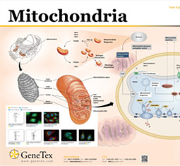 Mitochondria poster