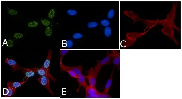 Anti P Mapk Phospho Thr Tyr Antibody Gtx Genetex