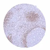 Rabbit anti-human IgD antibody [MSVA-701R] HistoMAX&trade;. GTX04491