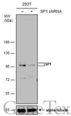 Anti-SP1 antibody used in Western Blot (WB). GTX110593