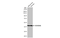 Anti-BCKDHA antibody [C1C3] used in Western Blot (WB). GTX111382