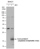 Anti-Japanese encephalitis virus Core protein C antibody used in Western Blot (WB). GTX131368