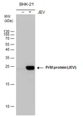 Anti-Japanese encephalitis virus prM antibody used in Western Blot (WB). GTX131833