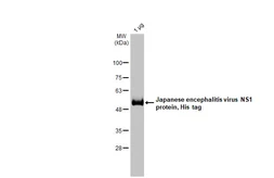 Japanese encephalitis virus NS1 protein, His tag. GTX138915-pro