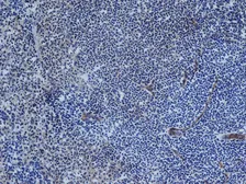 Anti-CD31 antibody [TLD-3A12] (Low endotoxin, azide free) used in IHC (Frozen sections) (IHC-Fr). GTX42089