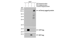 Anti-mCherry antibody [HL1482] used in Western Blot (WB). GTX636956