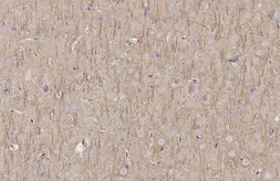 Anti-MAP2 antibody [HL1656] used in IHC (Paraffin sections) (IHC-P). GTX637254