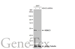 Anti-HDAC3 antibody [HL1749] used in Western Blot (WB). GTX637399