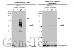 Anti-RAI3 antibody [HL1864] used in Western Blot (WB). GTX637589