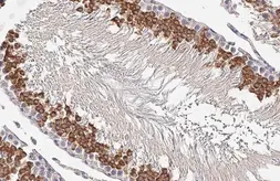 Anti-MNT antibody [HL2309] used in IHC (Paraffin sections) (IHC-P). GTX638472