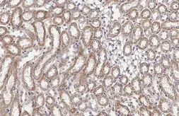 Anti-BCKDHA antibody [HL2405] used in IHC (Paraffin sections) (IHC-P). GTX638622