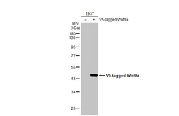 Anti-Wnt9a antibody [HL2422] used in Western Blot (WB). GTX638644