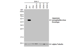 Anti-Japanese encephalitis virus Envelope antibody [HL2517] used in Western Blot (WB). GTX638878