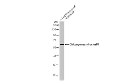 Anti-Chikungunya virus nsP1 antibody [HL2605] used in Western Blot (WB). GTX639057