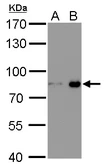 Anti-Nuclear Matrix Protein p84 antibody [5E10] (HRP) used in Western Blot (WB). GTX70220-01