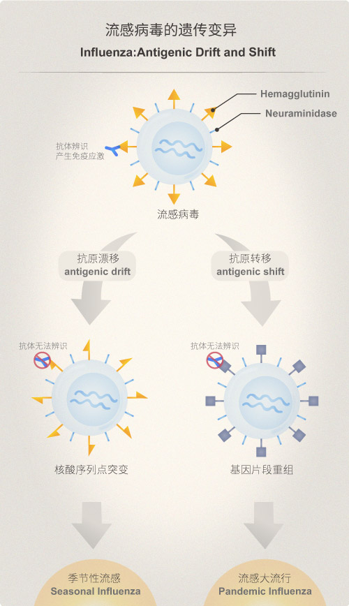 (图二):流感病毒的遗传变异