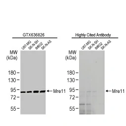 Mre11 antibody [HL1386] (GTX636826)