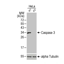 Caspase 3 antibody [HL1370] (GTX636810)