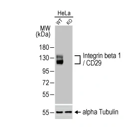 Integrin beta 1 / CD29 antibody [HL1255] (GTX636657)