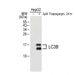 LC3B antibody [GT1187] (GTX00949)