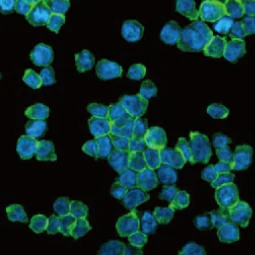 CXCR3 antibody [HL2843] (GTX640114)