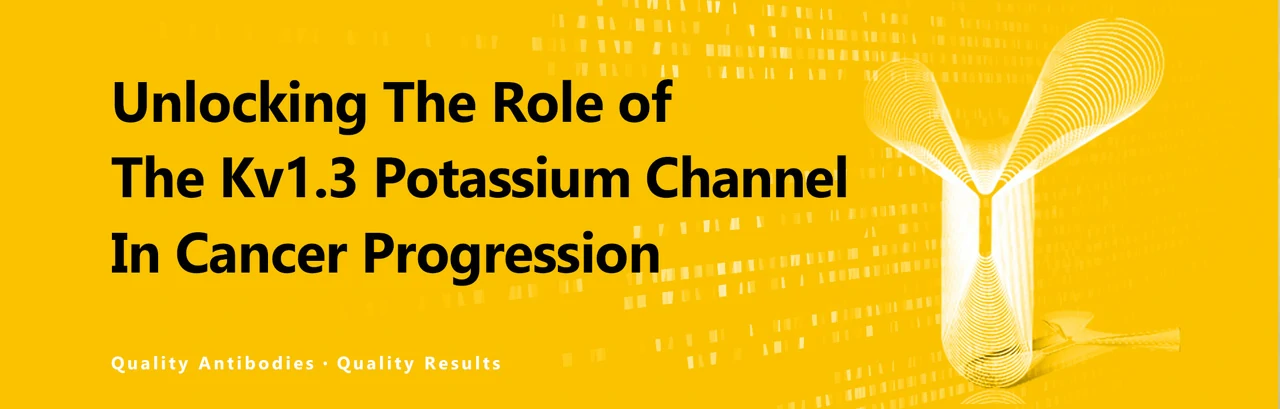 Article Alert: Unlocking The Role of The Kv1.3 Potassium Channel In Cancer Progression