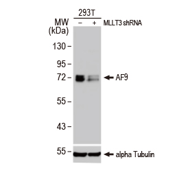 MLLT3/AF9 antibody (GTX102835)