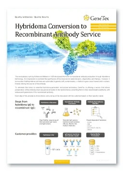 Hybridoma Conversion to Recombinant Antibody Service