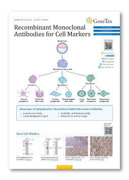 Recombinant Monoclonal Antibodies for Cell Markers