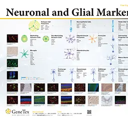 Neuronal and Glial Markers