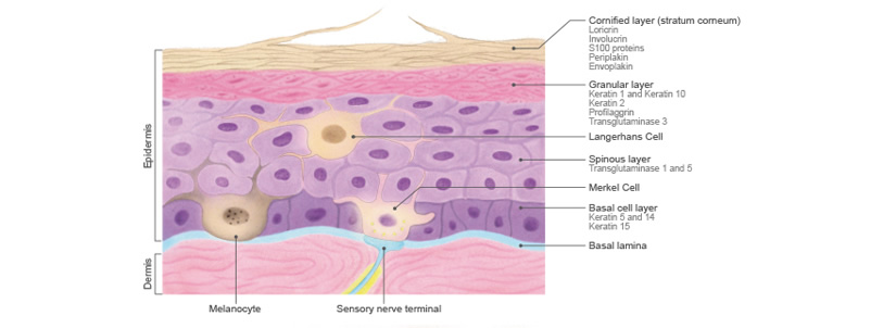basal cell layer