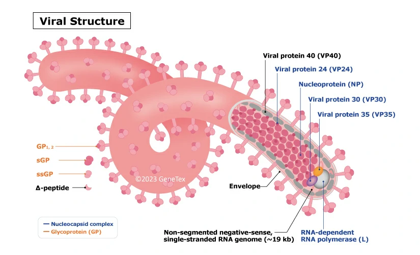 ebola virus structure