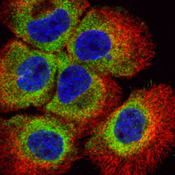 Bid antibody [N1C3-2] (GTX110568)