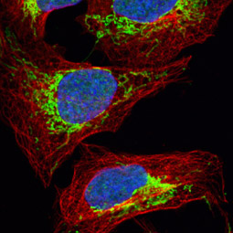 Citrate synthetase antibody [N2C3] (GTX110624)