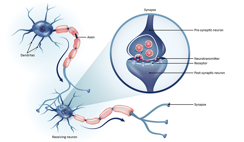 Neurites Synapses Genetex