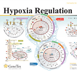 Hypoxia Regulation poster