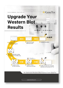 Upgrade Your Western Blot Results