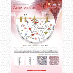 Angiogenesis