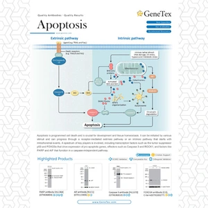 Apoptosis