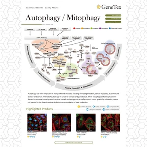 Autophagy / Mitophagy