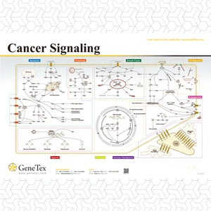 Cancer Signaling