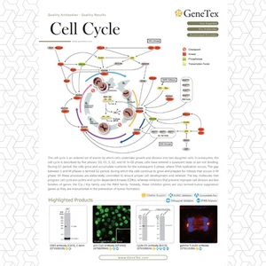 Cell Cycle