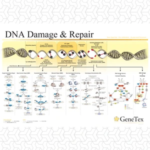 DNA Damage & Repair