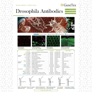 Drosophila Antibodies