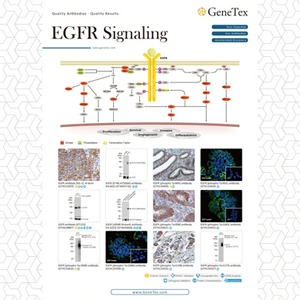 EGFR Signaling