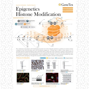 Epigenetics Histone Modification