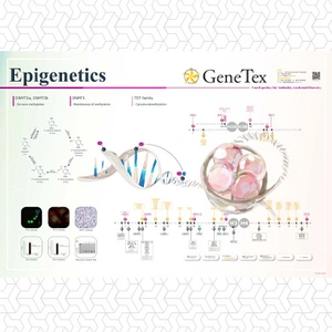 Epigenetics